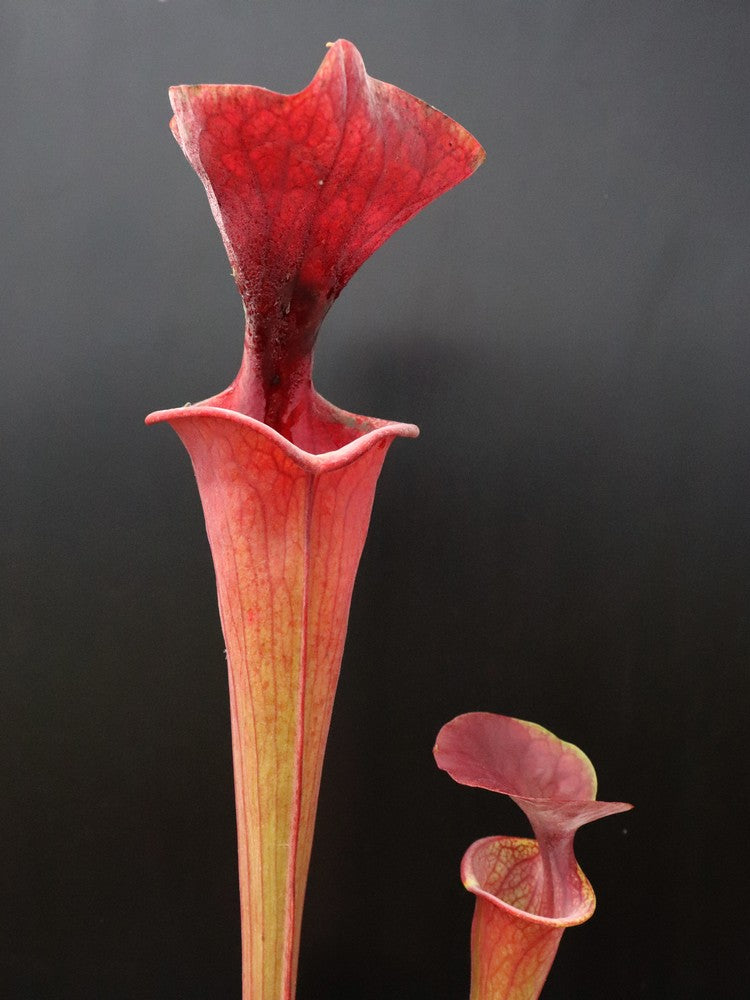 Sarracenia flava var. atropurpurea F27A MK All Red Form, Blackwater River  State Forest, FL.