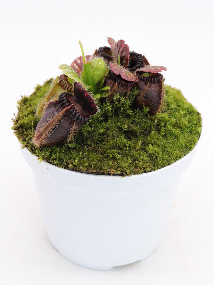 Cephalotus follicularis 'Eden black'