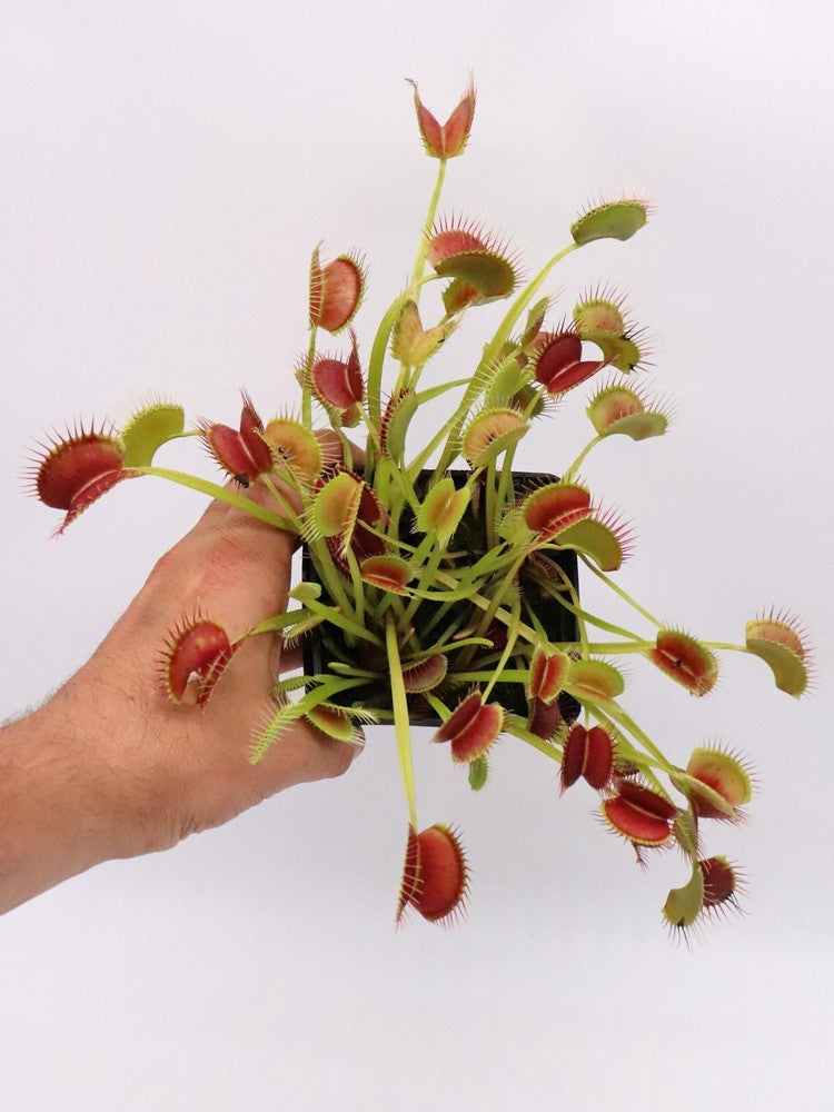 Dionaea Muscipula 