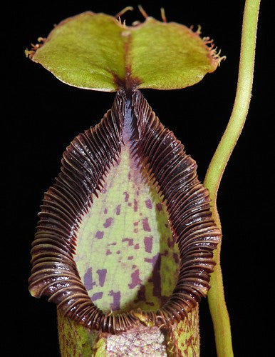 N. hamata x robcantley BE-3755 S – Giardino Carnivoro