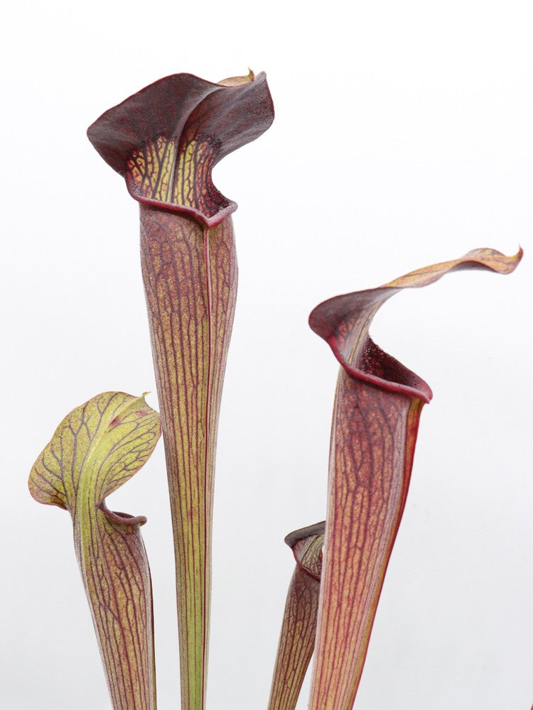 Sarracenia alata