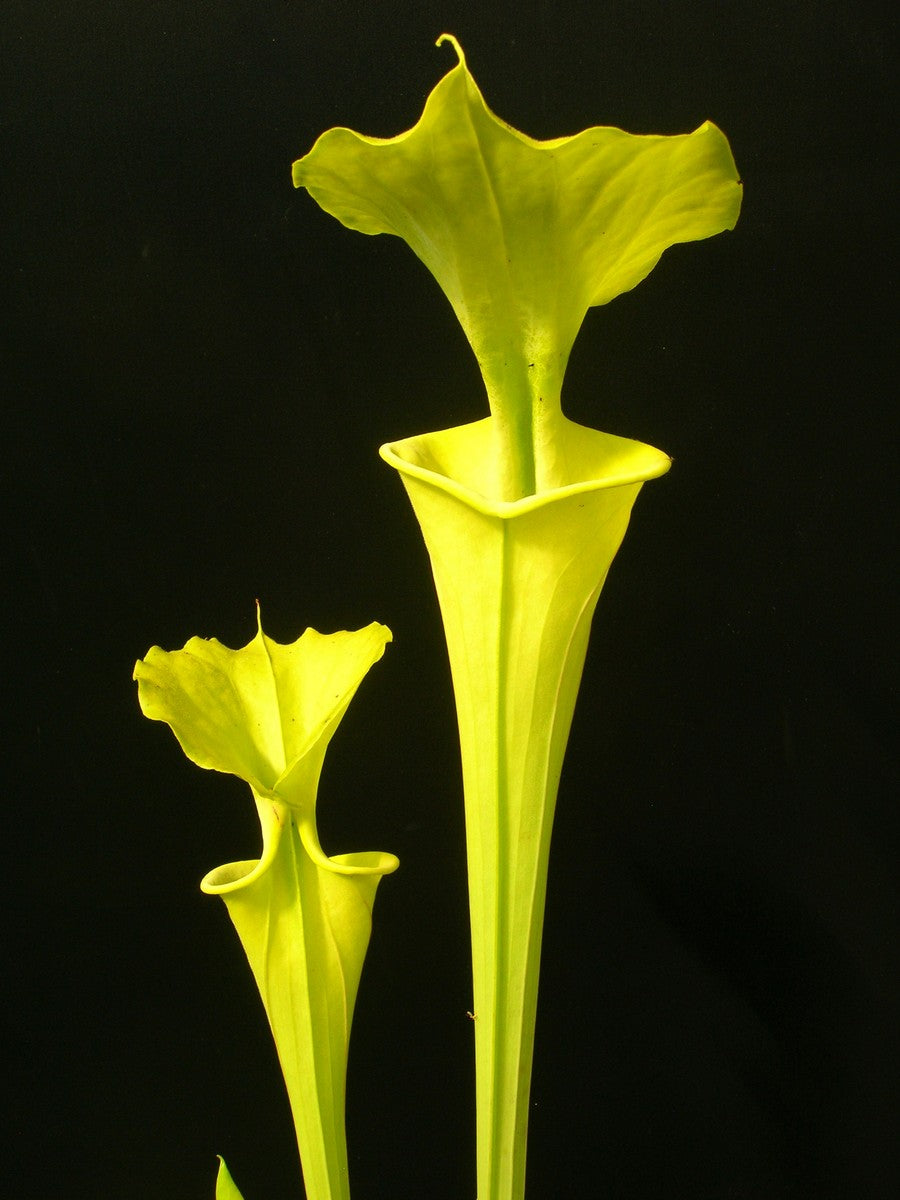 Sarracenia flava var. maxima