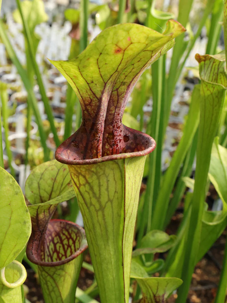 Sarracenia oreophila