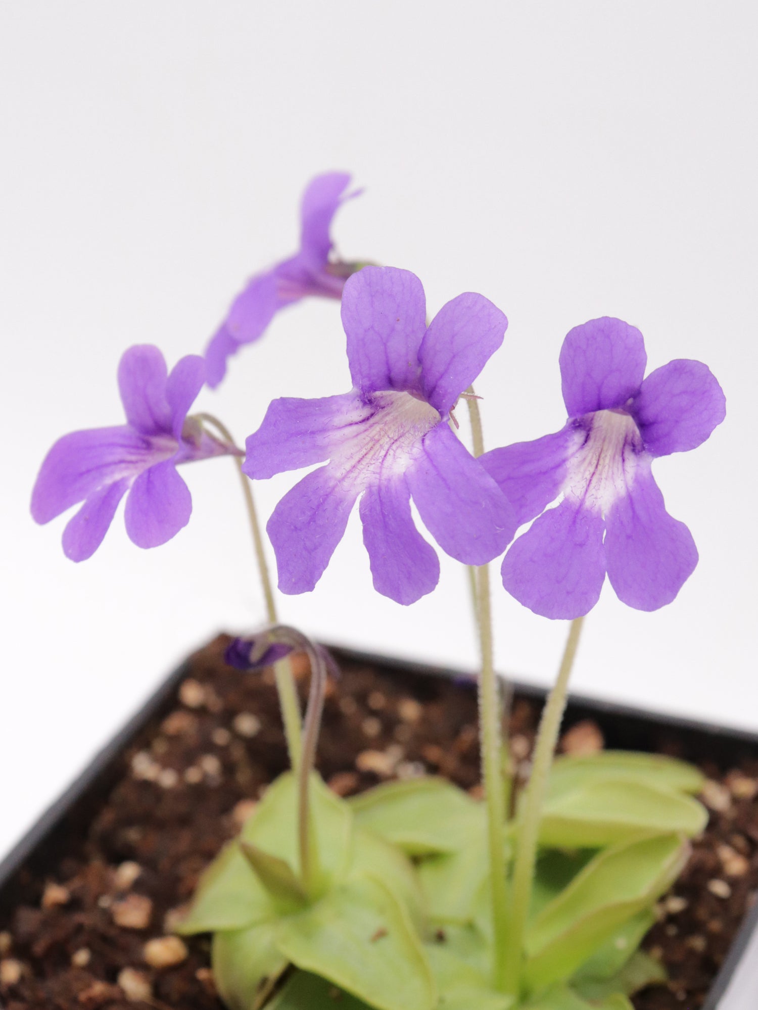 Pinguicula temperata