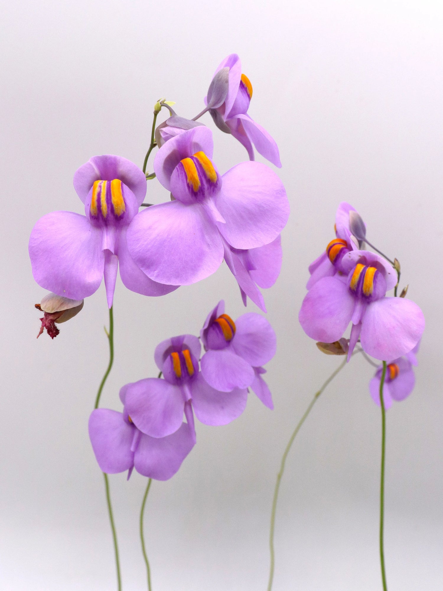 Utricularia