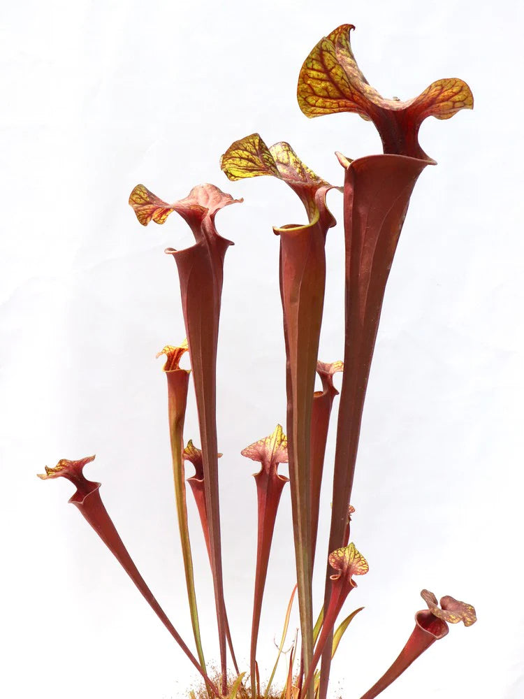 Sarracenia flava var. rubricorpora