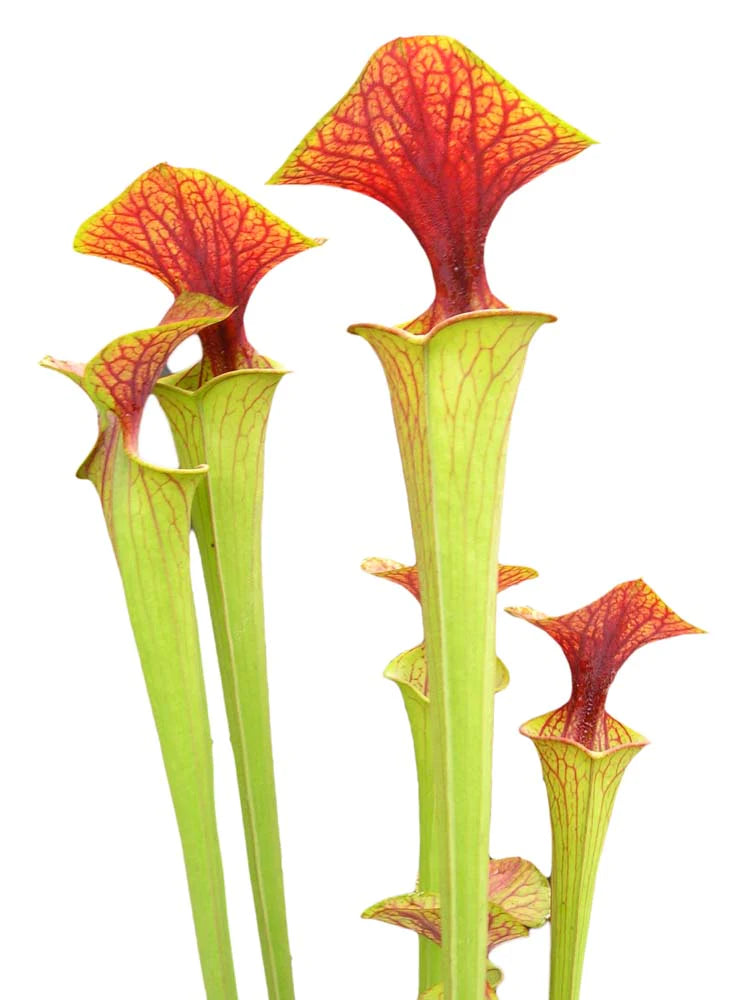 Sarracenia flava var. cuprea