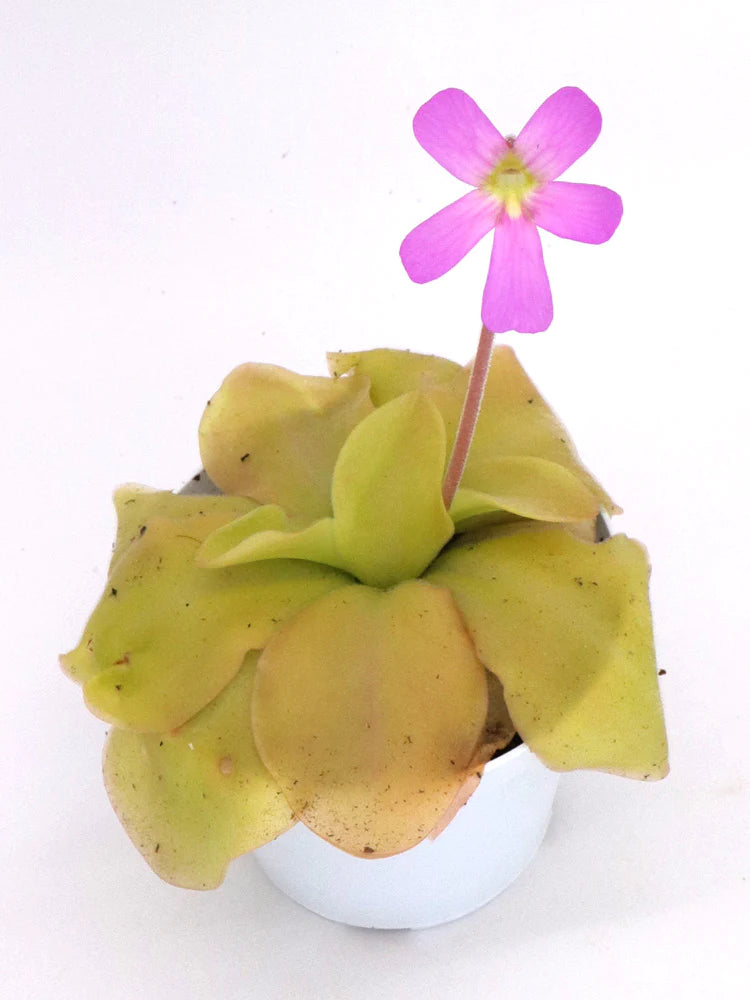 Pinguicula