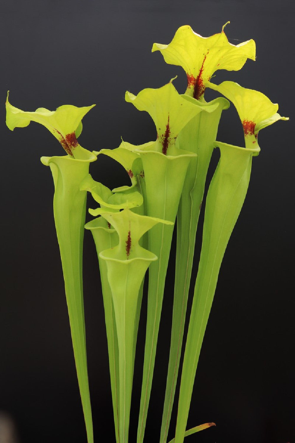 Sarracenia flava var. rugelii