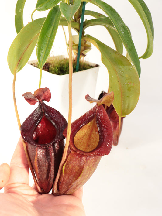 Nepenthes spathulata x jacqueline "Best Selected clone" BE-3894
