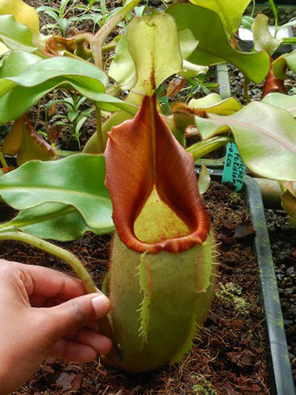 ASTA 9 : Nepenthes veitchii "Bario" Highland  BE-4097  XL SIZE