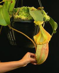 AUCTION 16 : NEPENTHES VILLOSA X VEITCHII "GOLD RUSH" SOLID PERISTOME  BE-4606  SMALL SIZE