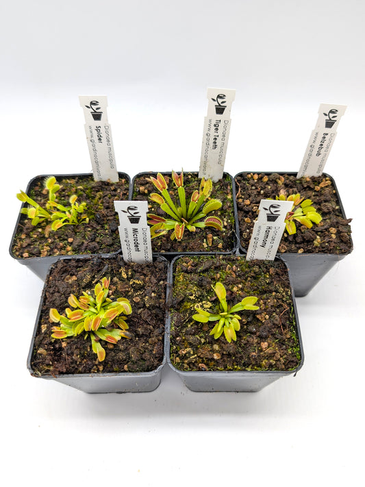 5 Dionaea Assorted Clones SMALL SIZE