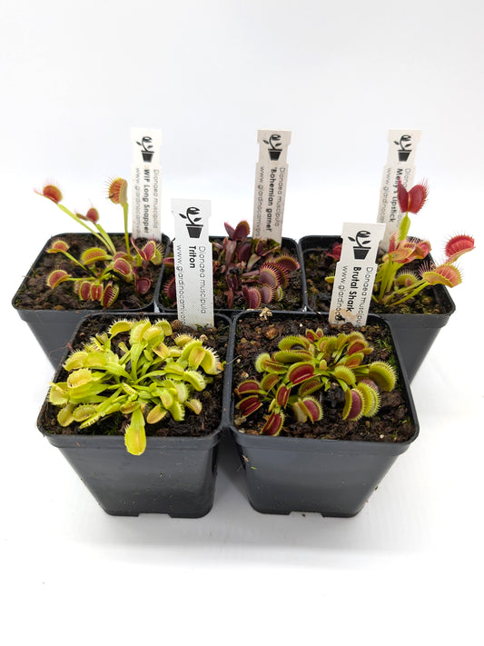 5 Dionaea Cloni Assortiti TAGLIA SMALL-MEDIUM