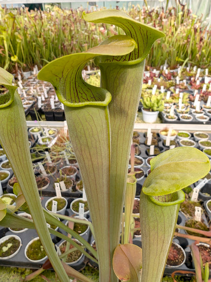 Sarracenia alata var. alata Giant green,Stone Co,Mississippi,W A31 MK 