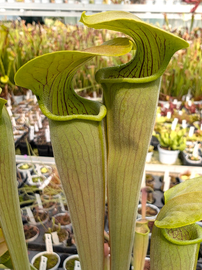 Sarracenia alata var. alata Giant green,Stone Co,Mississippi,W A31 MK 