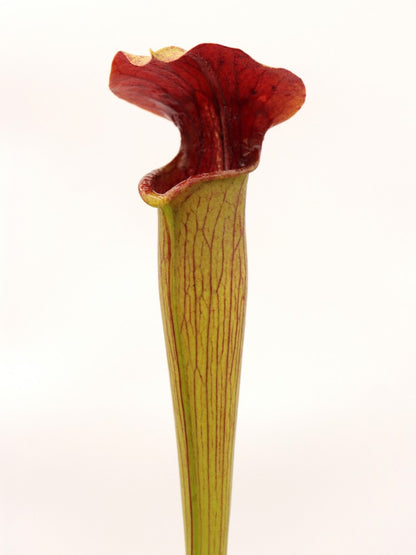 A48 MK Sarracenia alata var. rubrioperculata, Riesiger roter Hals