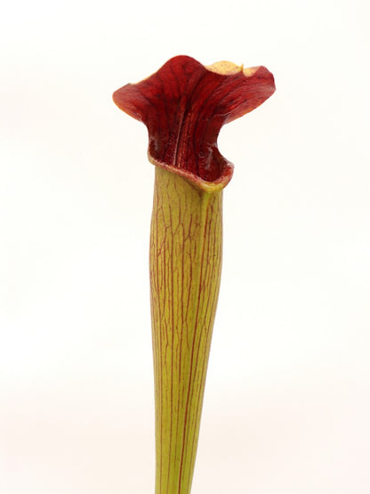 A48 MK Sarracenia alata var. rubrioperculata, Riesiger roter Hals