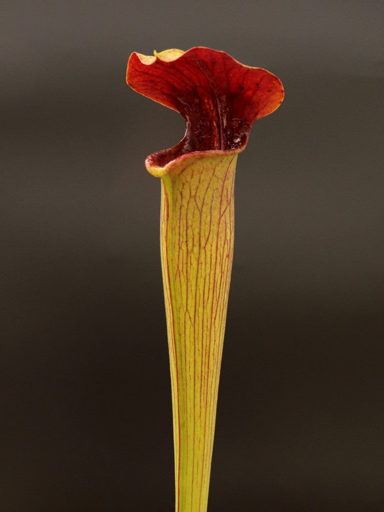 A48 MK Sarracenia alata var. rubrioperculata, Riesiger roter Hals