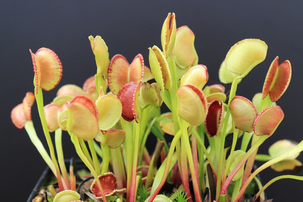 Dionaea muscipula "Adentata"