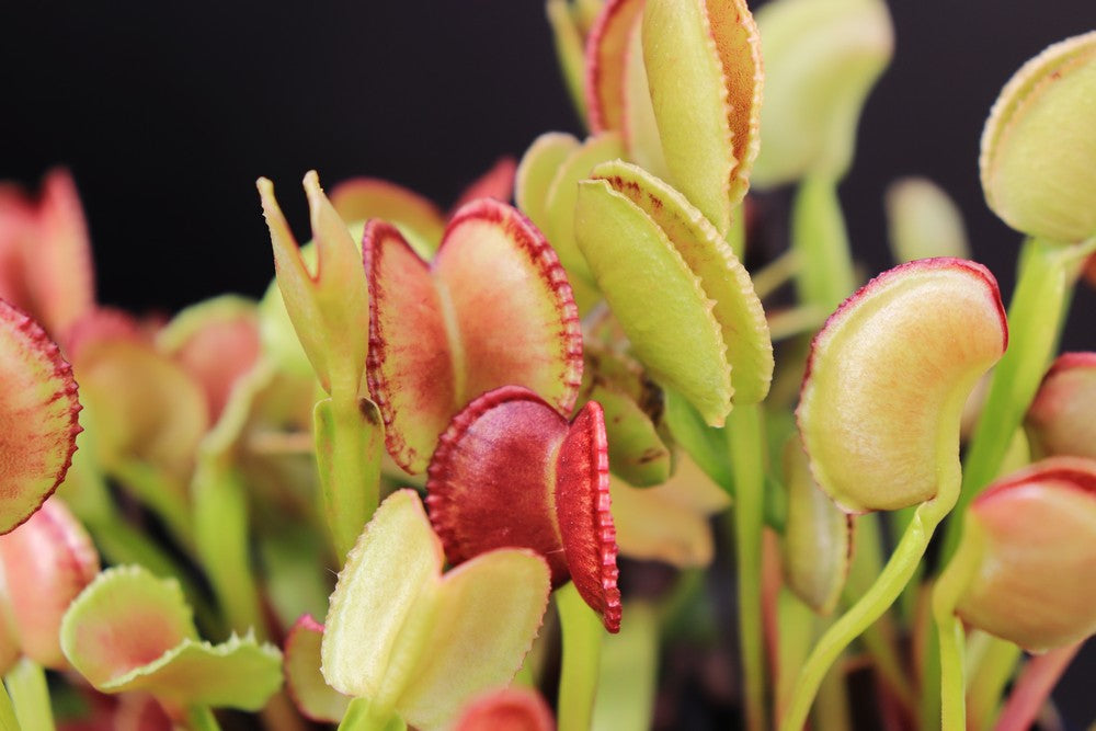 Dionaea muscipula "Adentata"