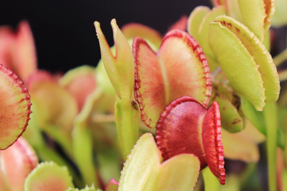 Dionaea muscipula "Adentata"