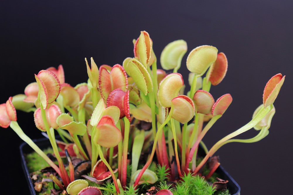 Dionaea muscipula "Adentata"