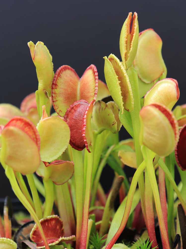 Dionaea muscipula "Adentata"