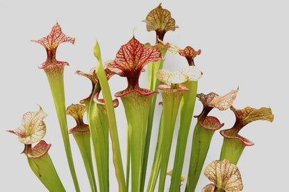 Sarracenia 'Adrian Slack'  H113 MK