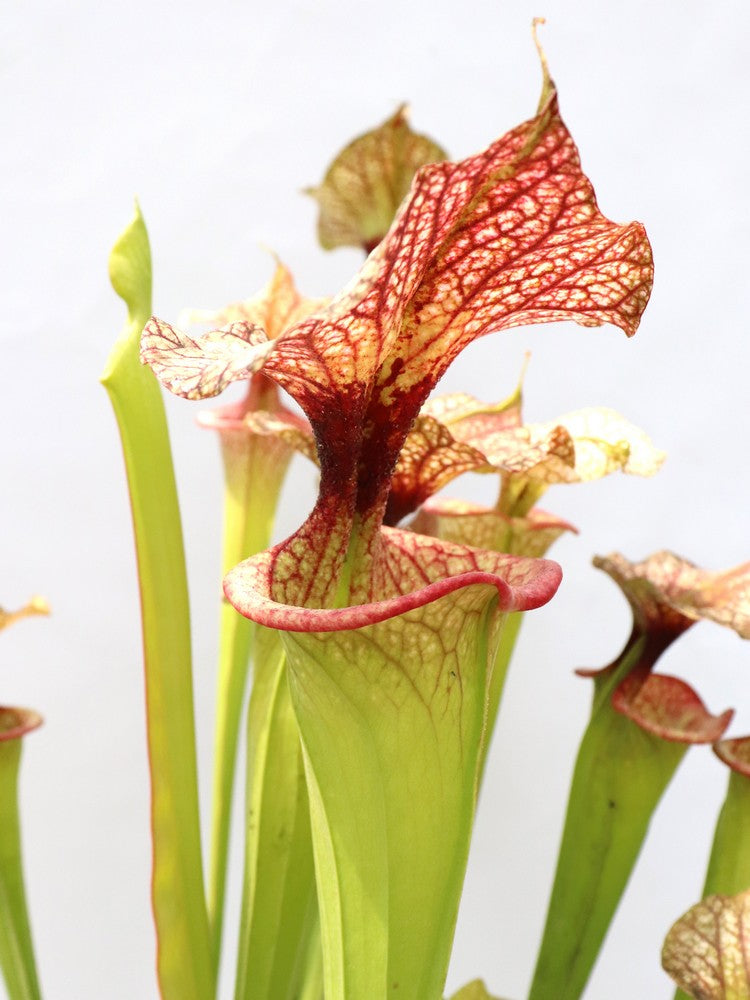 Sarracenia 'Adrian Slack'  H113 MK