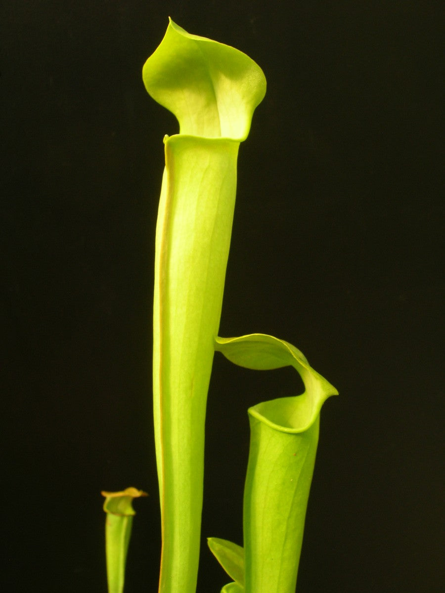 Sarracenia alata f. heterophylla "All Green"  Seedgrown