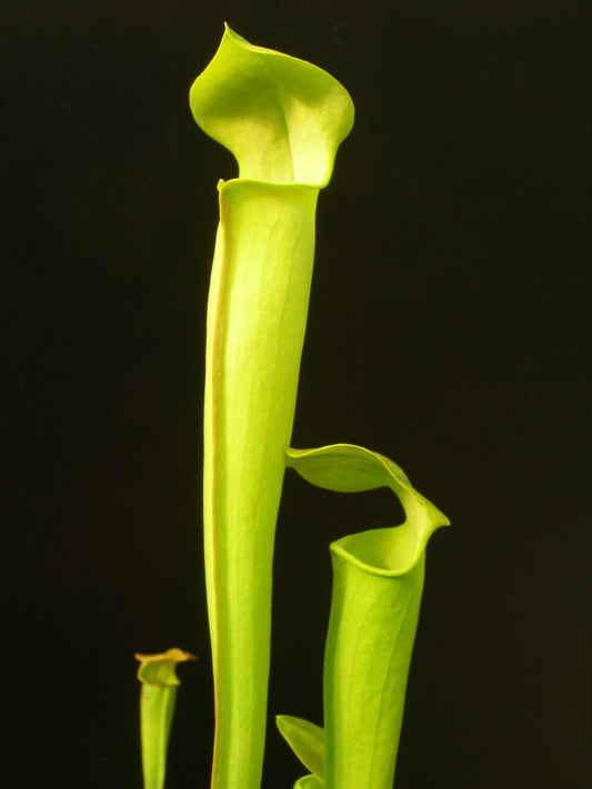 Sarracenia alata f. heterophylla "All Green"  Seedgrown