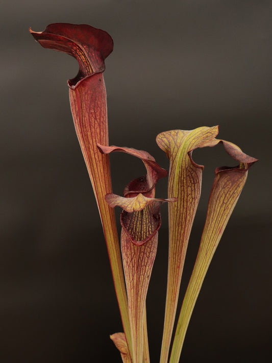 Sarracenia alata var. nigropurpurea  C.Klein