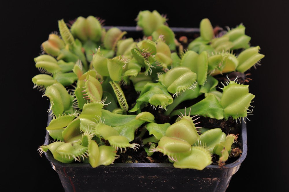 Dionaea muscipula "Angelwings"