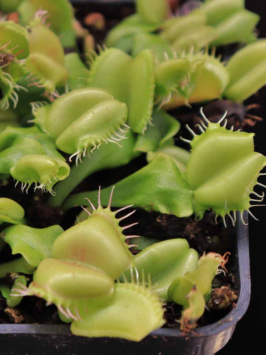 Dionaea muscipula "Angelwings"