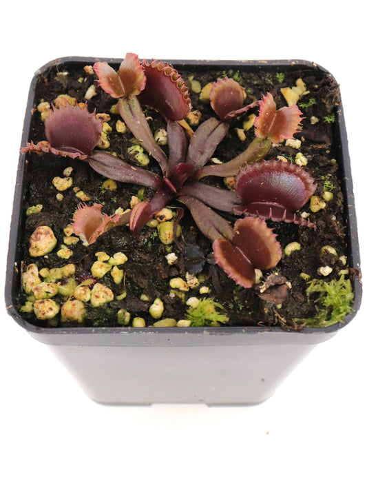 Dionaea muscipula "AR Werewolf II"