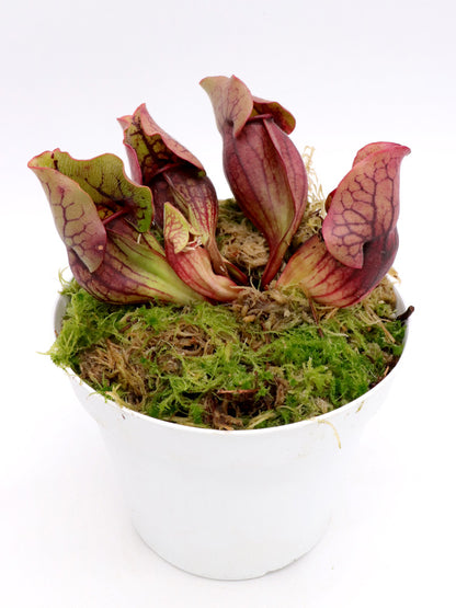 PV3 GC Sarracenia purpurea ssp. venosa var. montana "Red"