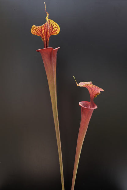 Sarracenia flava var. atropurpurea F174 MK  Marston Exotics