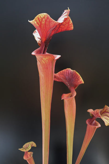 Sarracenia flava var. atropurpurea  F198 MK