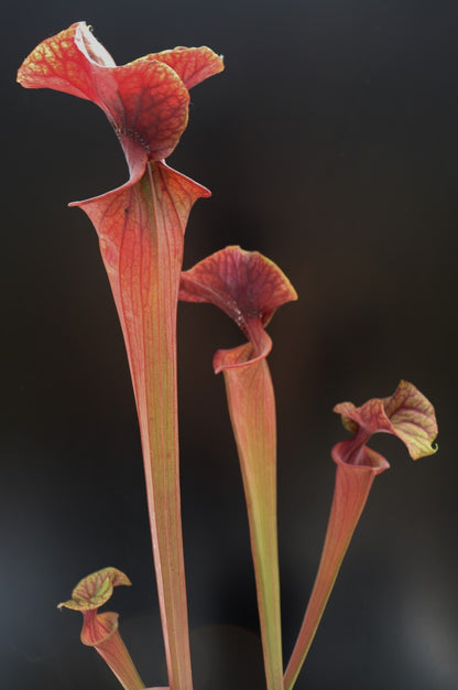 Sarracenia flava var. atropurpurea F198 MK