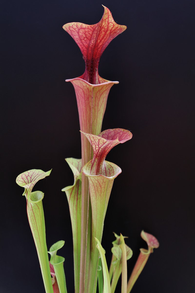 Sarracenia flava var. atropurpurea F27B MK  All Red Form, Blackwater River State Forest, FL