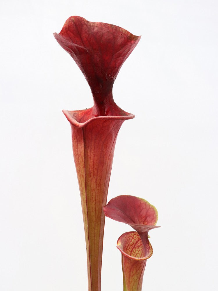 Sarracenia flava var. atropurpurea F27A MK All Red Form, Blackwater River  State Forest, FL.