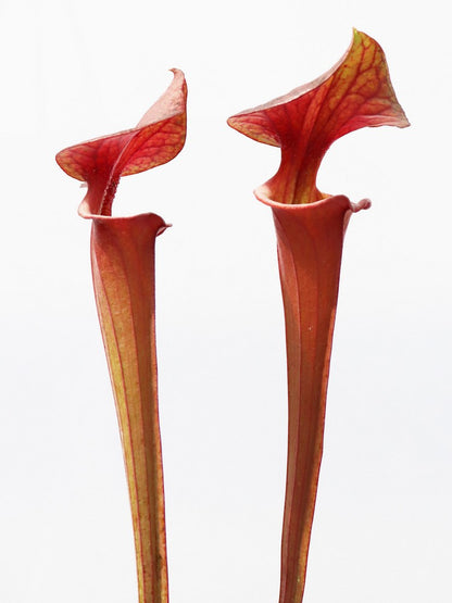 Sarracenia flava var. atropurpurea  Bay County