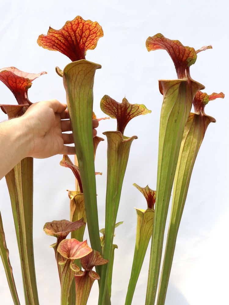 Sarracenia flava var. atropurpurea "Giant form"