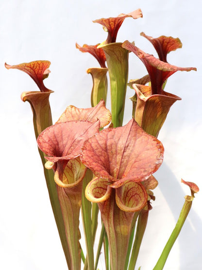 Sarracenia flava var. atropurpurea "Giant form"