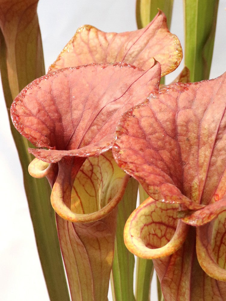 Sarracenia flava var. atropurpurea "Giant form"