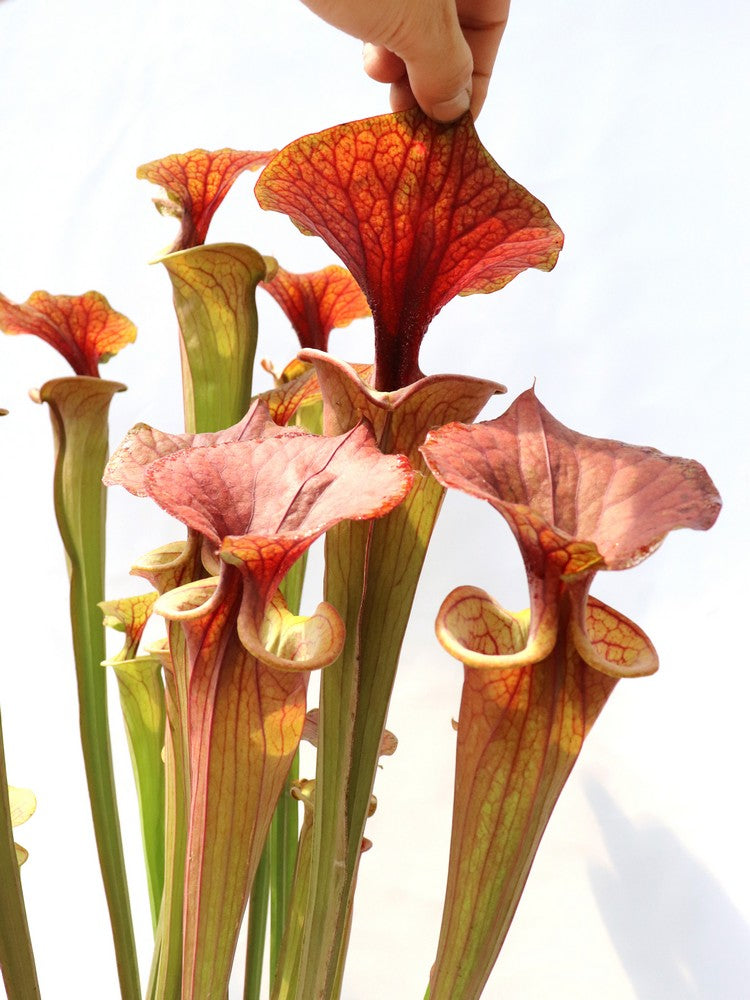 Sarracenia flava var. atropurpurea "Giant form"