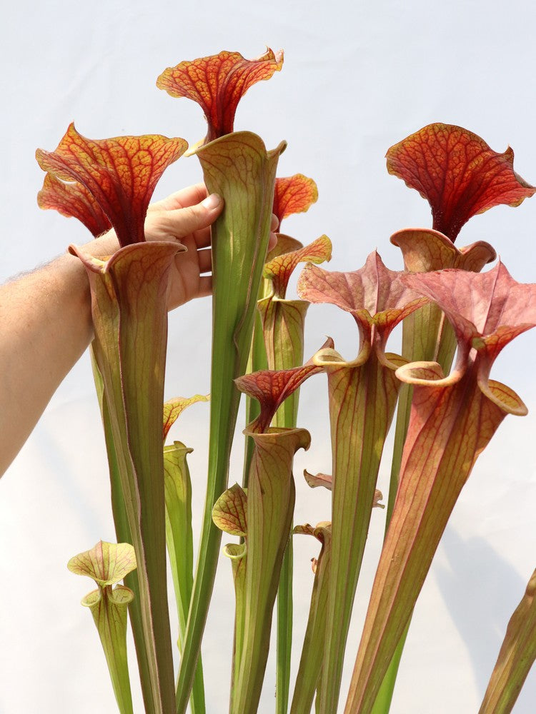 Sarracenia flava var. atropurpurea "Giant form"