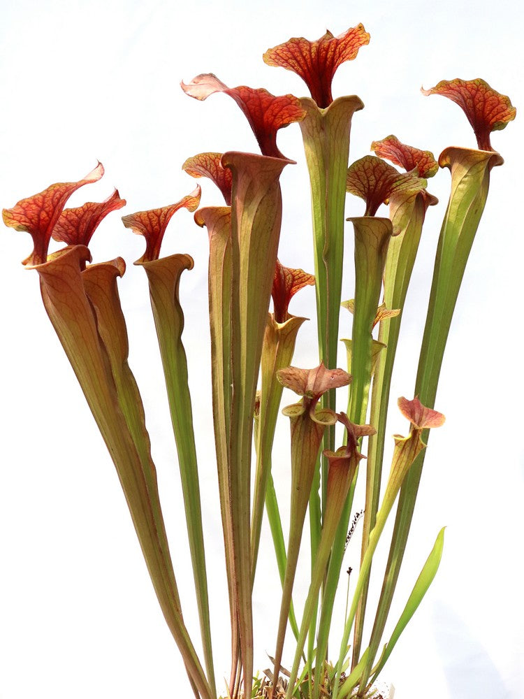 Sarracenia flava var. atropurpurea "Giant form"