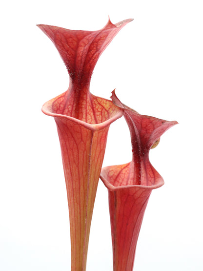 Sarracenia flava var. atropurpurea (Nigel Owden)